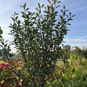 Prunus fruticosa 'Globosa'_2023_Na kmínku_100/125_6.září