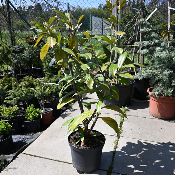 Prunus laurocerasus 'Caucasica'_2022_Keř_60/80_9.květen