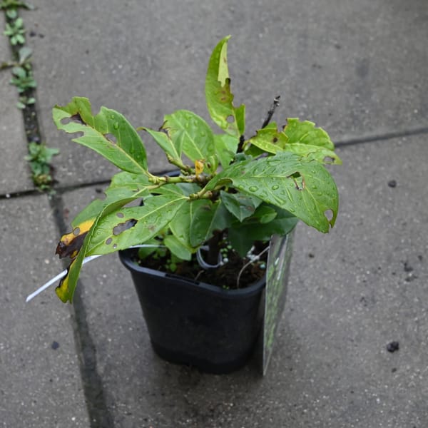 Prunus laurocerasus 'Etna'_2022_Keř_10/20_15.květen