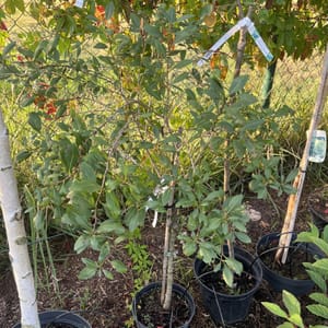 Prunus tenella 'Fire Hill'_2024_Na kmínku_80/100_6.září