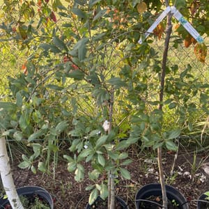 Prunus tenella 'Fire Hill'_2024_Na kmínku_80/100_6.září