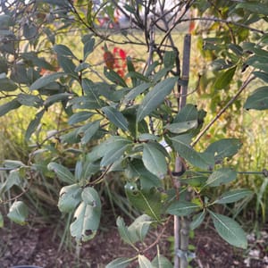 Prunus tenella 'Fire Hill'_2024_Na kmínku_80/100_6.září