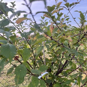 Prunus triloba_2023_Na kmínku_100/125_6.září