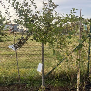 Prunus triloba_2023_Na kmínku_100/125_6.září