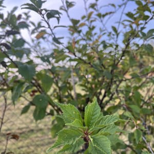 Prunus triloba_2023_Na kmínku_100/125_6.září