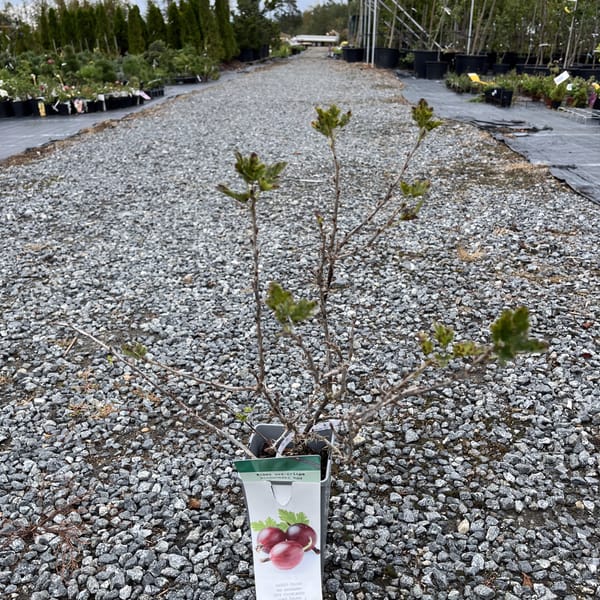 Ribes uva-crispa 'Hinnonmäki Rod' _2024_Keř__KK - krytokořené_10.září