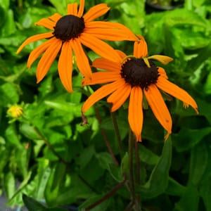 Rudbeckia fugida 'Goldsturm'_2025__3l_16.červenec