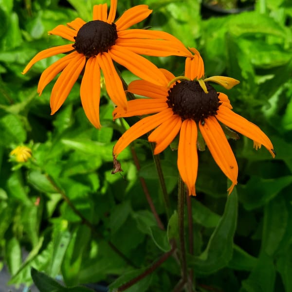 Rudbeckia fugida 'Goldsturm'_2025__3l_16.červenec