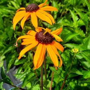 Rudbeckia fugida 'Goldsturm'_2025__3l_16.červenec