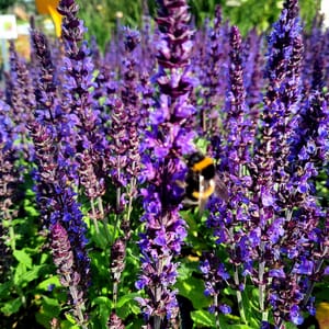 Salvia nemorosa 'Merleau Blue'_2025__K9_16.červenec