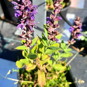 Salvia nemorosa (x superba) 'New Dimensions Blue'_2025__K9_14.červenec