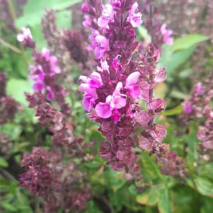 Salvia nemorosa (x superba) 'New Dimensions Rose'_2025__K9_10.červenec