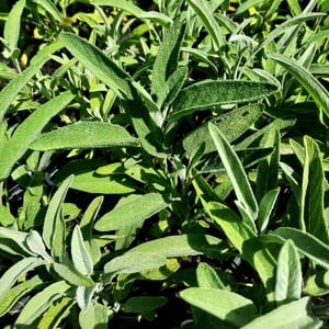 Salvia officinalis_2025__K9_14.červenec