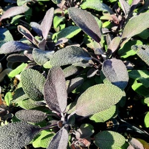 Salvia officinalis 'Purpurascens'_2025__K9_14.červenec