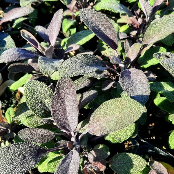 Salvia officinalis 'Purpurascens'_2025__K9_14.červenec