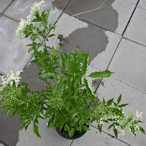 Sambucus nigra _2022_Keř_40/60_14.červen