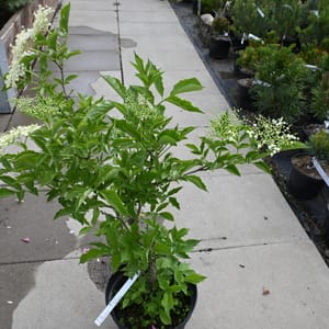 Sambucus nigra _2022_Keř_40/60_14.červen