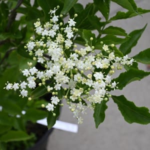 Sambucus nigra _2022_Keř_40/60_14.červen