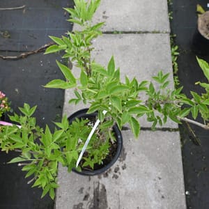 Sambucus nigra _2022_Keř_40/60_16.květen