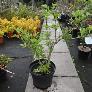 Sambucus nigra _2022_Keř_40/60_16.květen