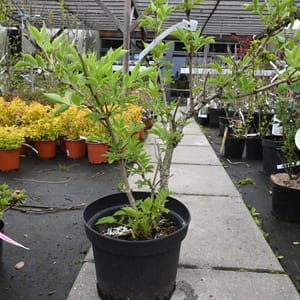 Sambucus nigra _2022_Keř_40/60_16.květen
