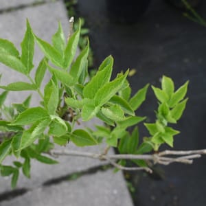 Sambucus nigra _2022_Keř_40/60_16.květen