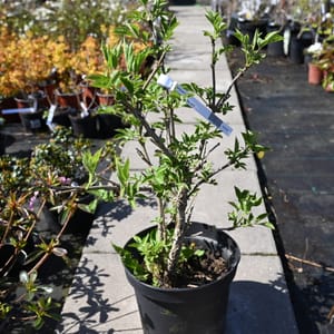 Sambucus nigra _2022_Keř_40/60_5.květen