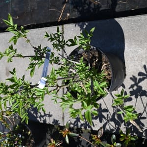 Sambucus nigra _2022_Keř_40/60_5.květen