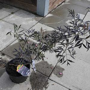 Sambucus nigra 'Black Lace' _2022_Keř_20/40_14.červen