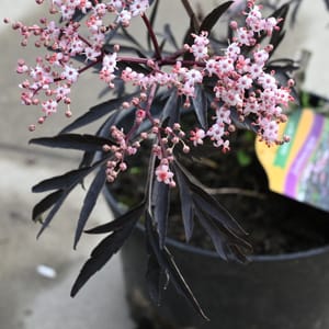 Sambucus nigra 'Black Lace' _2022_Keř_20/40_14.červen