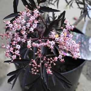 Sambucus nigra 'Black Lace' _2022_Keř_20/40_14.červen