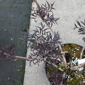 Sambucus nigra 'Black Lace' _2022_Keř_20/40_16.květen