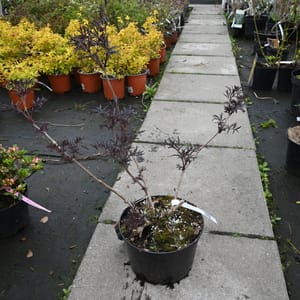 Sambucus nigra 'Black Lace' _2022_Keř_20/40_16.květen
