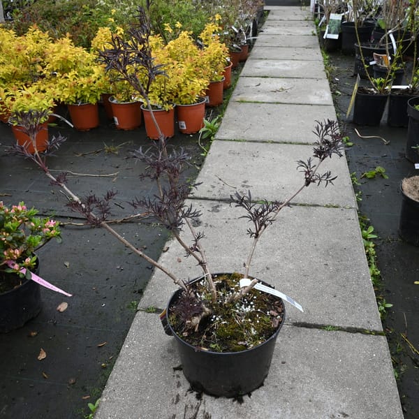 Sambucus nigra 'Black Lace' _2022_Keř_20/40_16.květen
