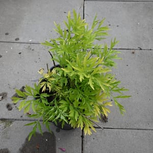 Sambucus nigra 'Golden Tower'_2022_Keř_10/20_14.červen