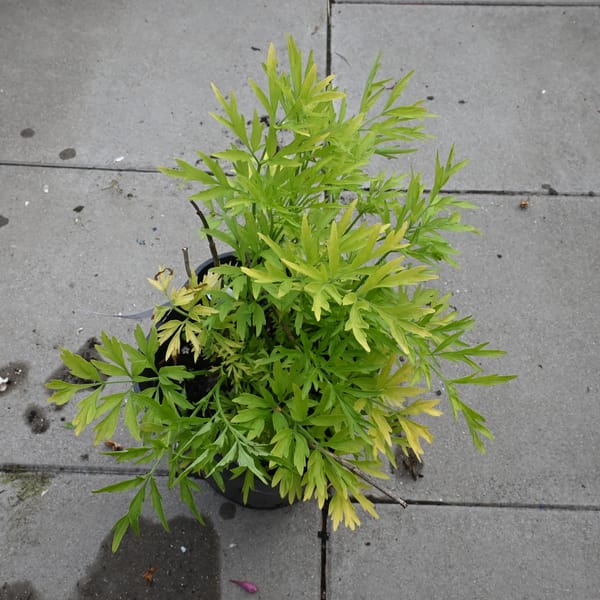 Sambucus nigra 'Golden Tower'_2022_Keř_10/20_14.červen