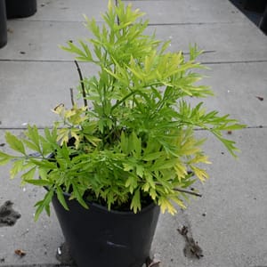 Sambucus nigra 'Golden Tower'_2022_Keř_10/20_14.červen