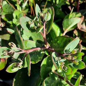 Sedum hybridum 'Matrona'_2025__K12_14.červenec
