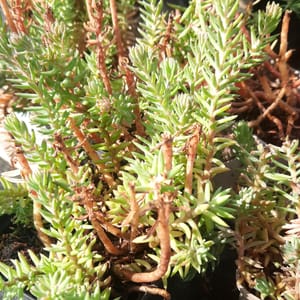 Sedum rupestre 'Silver'_2025__K9_16.červenec