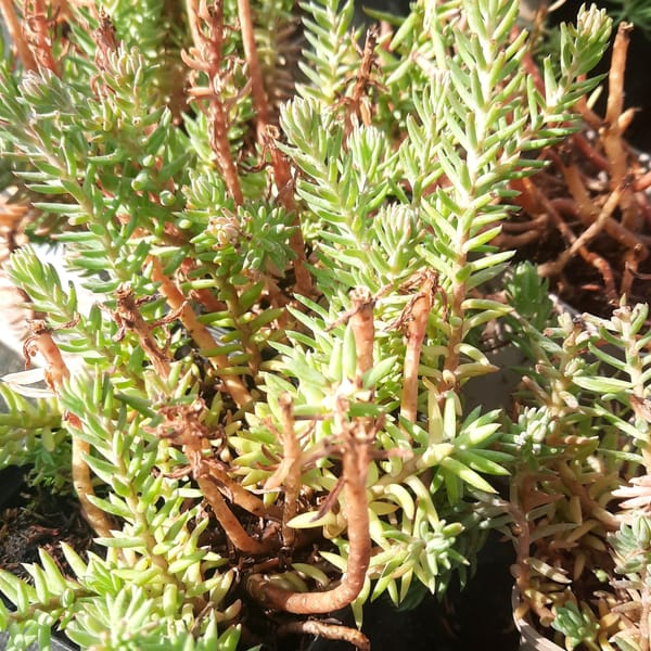 Sedum rupestre 'Silver'_2025__K9_16.červenec