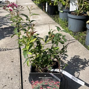 Spiraea bumalda 'Dart's Red'_2024_Keř_20/40_21.srpen