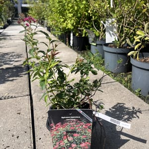 Spiraea bumalda 'Dart's Red'_2024_Keř_20/40_21.srpen