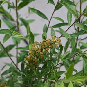 Spiraea cinerea 'Grefsheim'_2022_Keř_20/40_15.červen