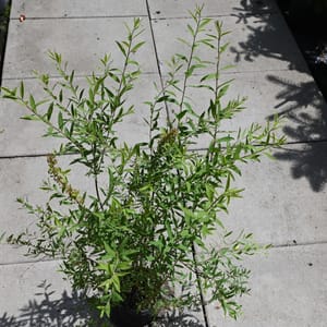 Spiraea cinerea 'Grefsheim'_2022_Keř_20/40_15.červen