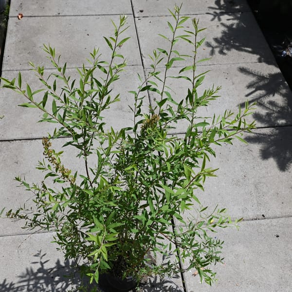 Spiraea cinerea 'Grefsheim'_2022_Keř_20/40_15.červen
