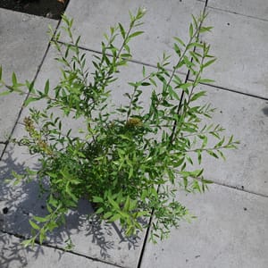 Spiraea cinerea 'Grefsheim'_2022_Keř_20/40_15.červen