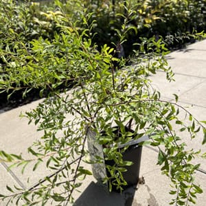 Spiraea cinerea 'Grefsheim'_2024_Keř_20/40_21.srpen