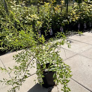 Spiraea cinerea 'Grefsheim'_2024_Keř_20/40_21.srpen