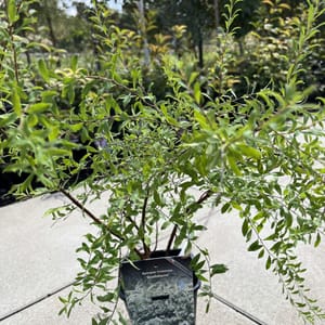 Spiraea cinerea 'Grefsheim'_2024_Keř_20/40_21.srpen