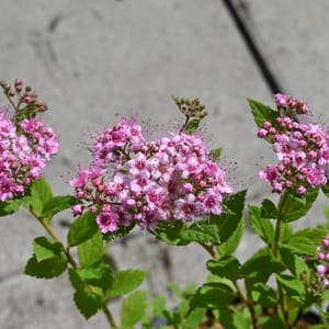 Spiraea japonica 'Little Princess'_2023_Keř_20/40_15.červen